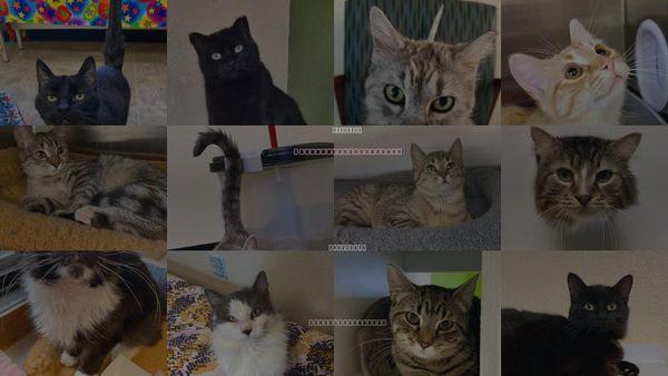 Cats for Adoption in Moorhead, Minnesota