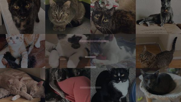 Cats for Adoption in Morgan Hill, California