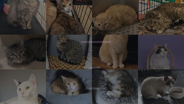 Cats for Adoption in Muskogee, Oklahoma