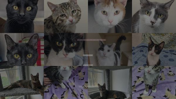 Cats for Adoption in New Berlin, Wisconsin