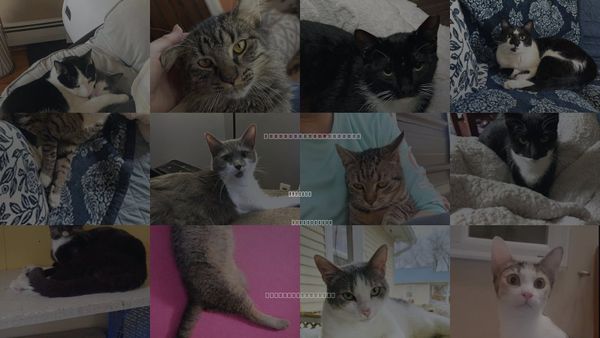 Cats for Adoption in Norwich, Connecticut