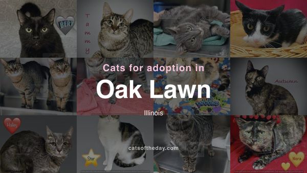 Cats for Adoption in Oak Lawn, Illinois