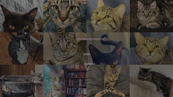 Cats for Adoption in Oakley, California