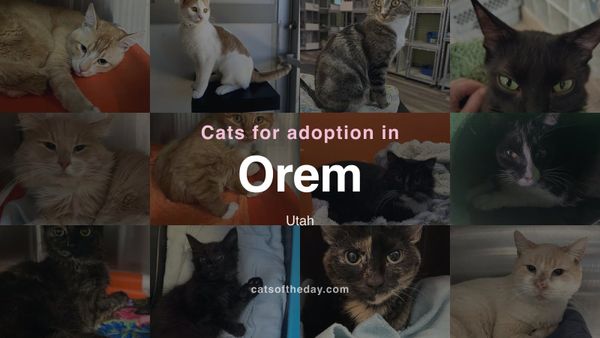 Cats for Adoption in Orem, Utah