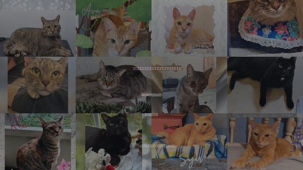 Cats for Adoption in Ormond Beach, Florida