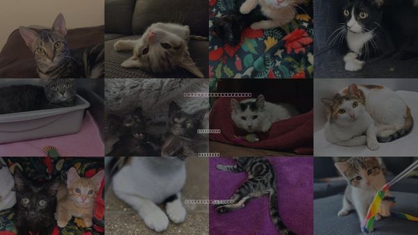 Cats for Adoption in Park Ridge, Illinois