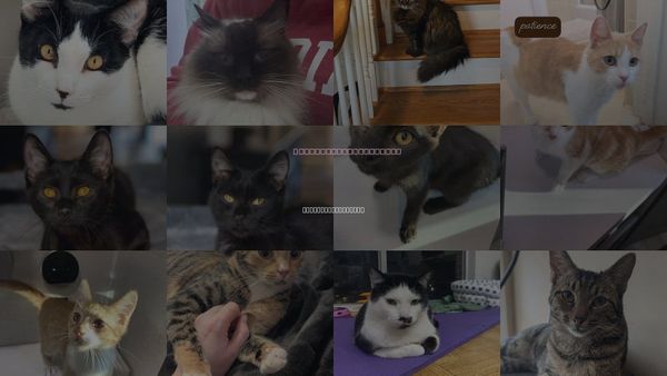 Cats for Adoption in Peachtree Corners, Georgia