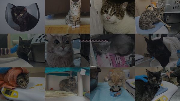 Cats for Adoption in Puyallup, Washington