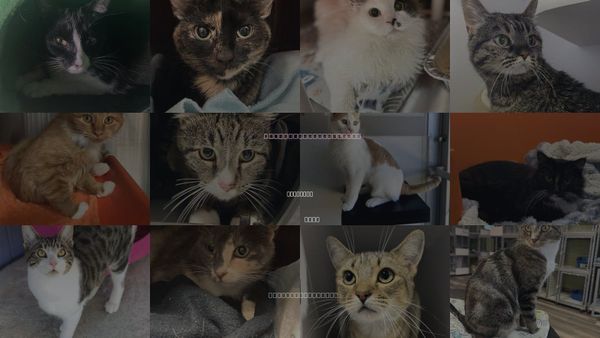 Cats for Adoption in Riverton, Utah