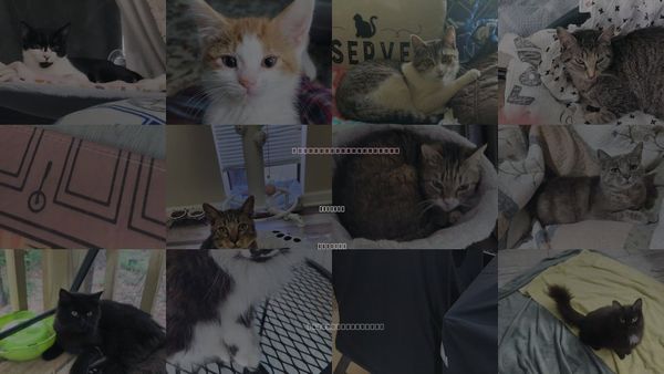 Cats for Adoption in Roanoke, Alabama