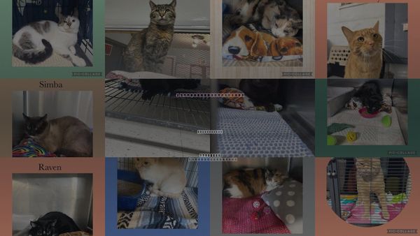 Cats for Adoption in Rock Island, Illinois