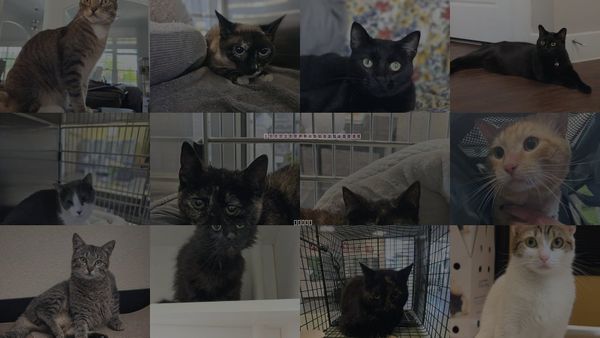 Cats for Adoption in Rockwall, Texas