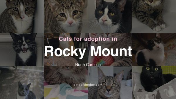 Cats for Adoption in Rocky Mount, North Carolina