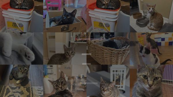 Cats for Adoption in Romeoville, Illinois