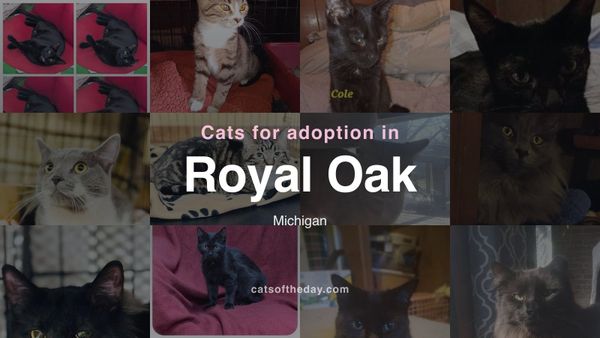 Cats for Adoption in Royal Oak, Michigan