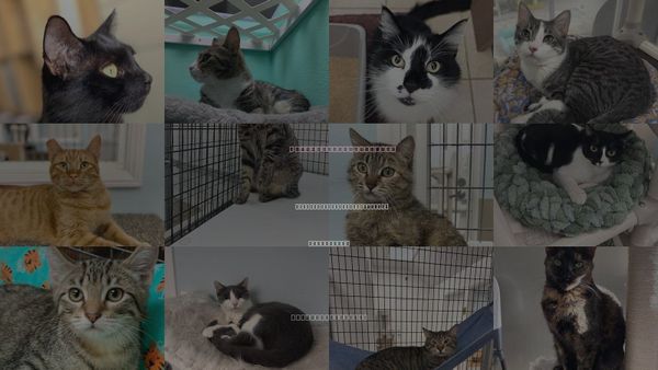 Cats for Adoption in San Buenaventura (Ventura), California