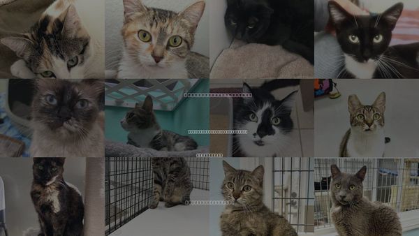 Cats for Adoption in San Buenaventura (Ventura), California