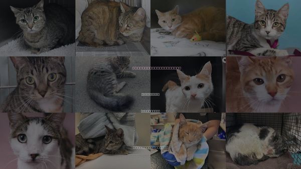 Cats for Adoption in San Gabriel, California