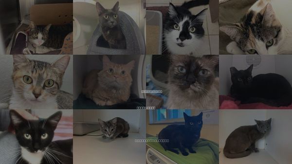 Cats for Adoption in Santa Barbara, California