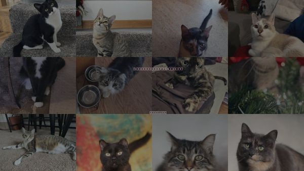 Cats for Adoption in Shakopee, Minnesota