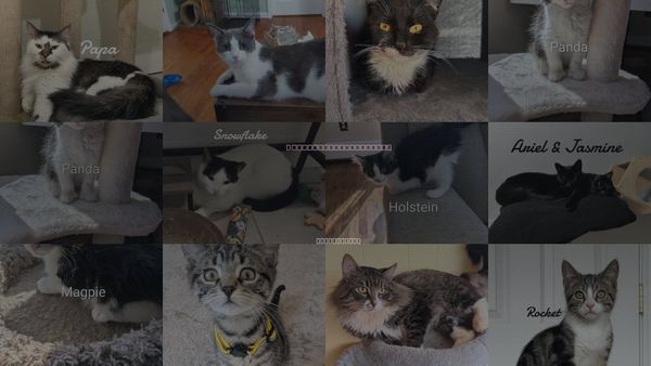 Cats for Adoption in Shelton, Connecticut