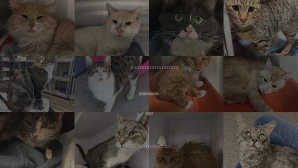 Cats for Adoption in Spanish Fork, Utah