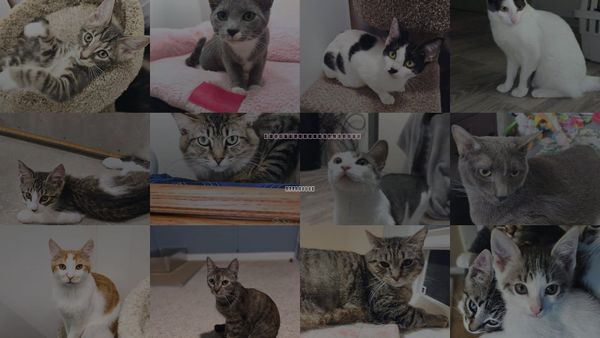 Cats for Adoption in St. Cloud, Florida