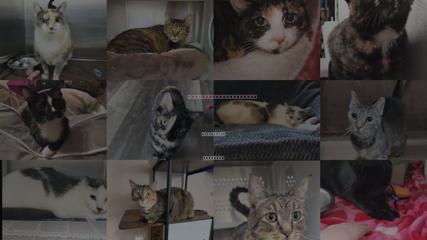 Cats for Adoption in St. Peters, Missouri