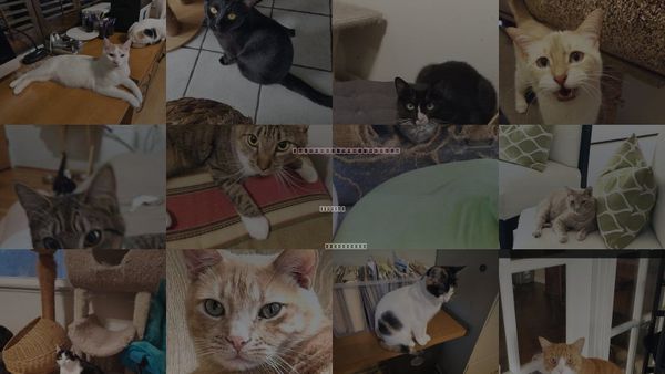 Cats for Adoption in Stanton, California