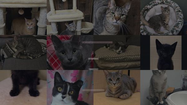 Cats for Adoption in Streamwood, Illinois