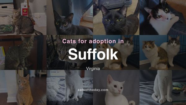 Cats for Adoption in Suffolk, Virginia
