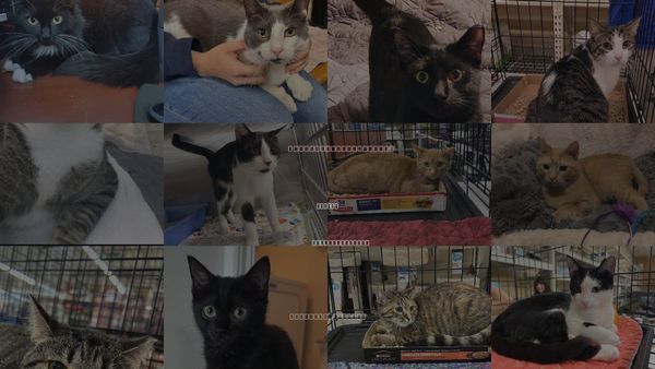 Cats for Adoption in Sumter, South Carolina