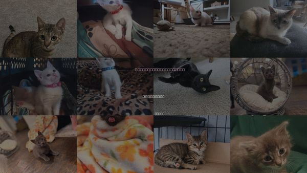 Cats for Adoption in The Woodlands, Texas