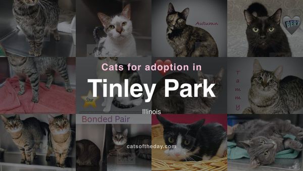 Cats for Adoption in Tinley Park, Illinois