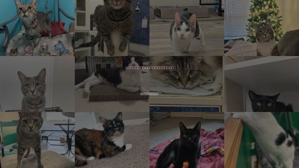 Cats for Adoption in Westerville, Ohio