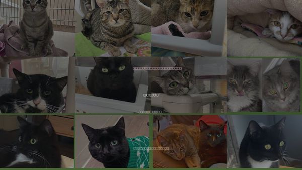 Cats for Adoption in Westfield, Massachusetts
