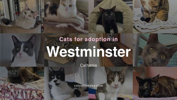 Cats for Adoption in Westminster, California