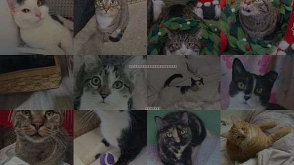 Cats for Adoption in Wheeling, Illinois