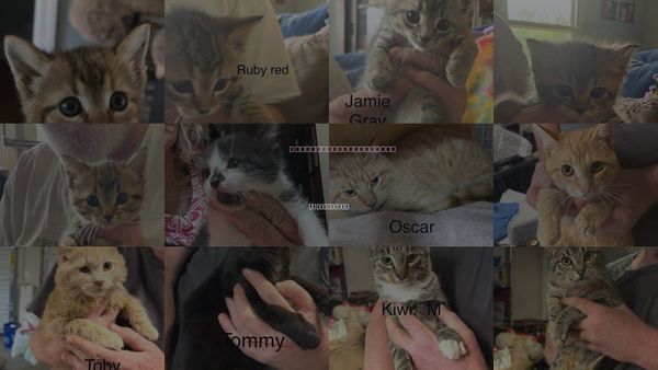 Cats for Adoption in White Bluff, Tennessee