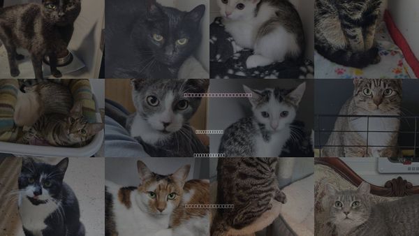 Cats for Adoption in Wilkes-Barre, Pennsylvania