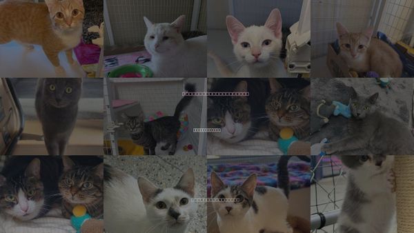 Cats for Adoption in Williamsburg, Iowa