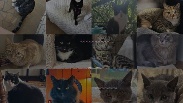 Cats for Adoption in Woonsocket, Rhode Island