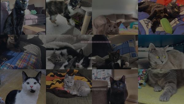 Cats for Adoption in Addison, Illinois