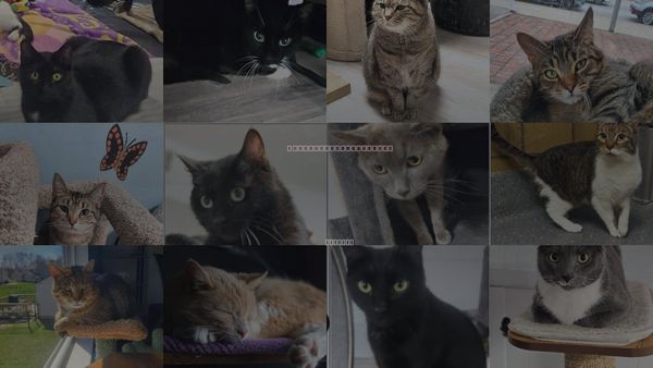 Cats for Adoption in Anderson, Indiana