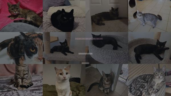Cats for Adoption in Apache Junction, Arizona