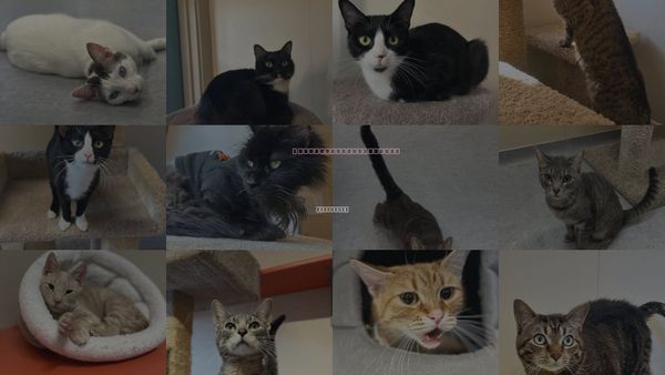 Cats for Adoption in Arlington, Vermont