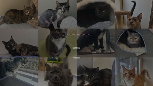 Cats for Adoption in Arlington, Vermont