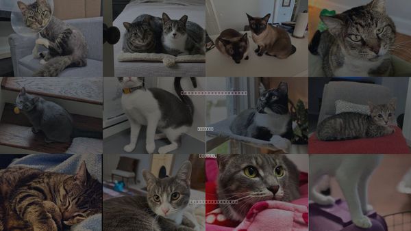 Cats for Adoption in Atlanta, Georgia