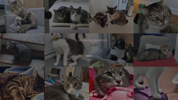 Cats for Adoption in Atlanta, Georgia