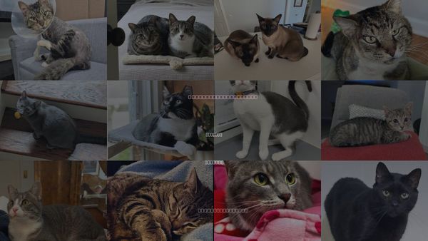 Cats for Adoption in Atlanta, Georgia